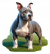 American Staffordshire terrier 04
