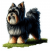 Affenpinscher 04