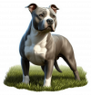 American Staffordshire terrier 01