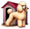 Poodle 02