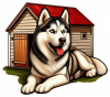 Husky siberiano 01