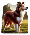 border collie 02