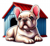 Buldog frances 02