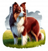 border collie 01