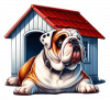 Buldog 04