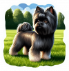 Affenpinscher 03