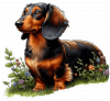 Dachshund 01