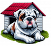 Buldog 02