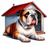 Buldog 03