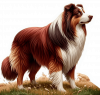border collie 03