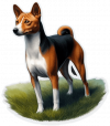 Basenji 05