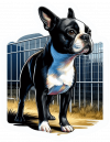 Boston terrier 01