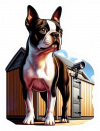 Boston terrier 03