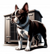Boston terrier 02