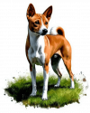 Basenji 04