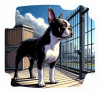 Boston terrier 04