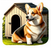 Corgi galés de Pembroke 02