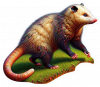 Opossum 08