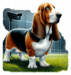 Basset hound 02