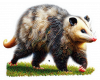 Opossum 01