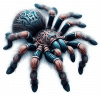 Tatuaje Acuarela Tarantula 02