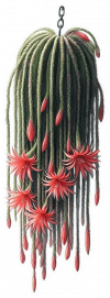 Cactus de Cola de Rata 04