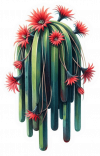Cactus de Cola de Rata 03