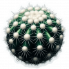 Cactus de Bola de Nieve 01