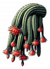 Cactus de Cola de Rata 01