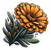 Calendula 01