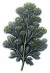 Artemisa 01