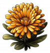 Calendula 03