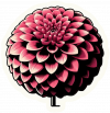Dalia en Arte Pop 01