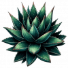 Aloe Vera 01