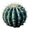 Cactus de Barril 06
