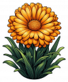 Calendula 02