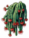 Cactus de Cola de Rata 02