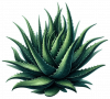 Aloe Vera 02