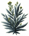 Artemisa 02