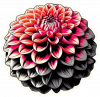 Dalia en Arte Pop 04