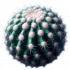 Cactus de Bola de Nieve 06
