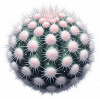 Cactus de Bola de Nieve 03
