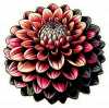 Dalia en Arte Pop 03