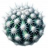 Cactus de Bola de Nieve 02