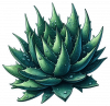 Aloe Vera 04