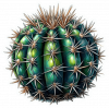 Cactus de Barril 05