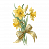 Narcisos