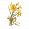 Narcisos