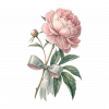Peonias