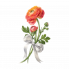 Ranunculus